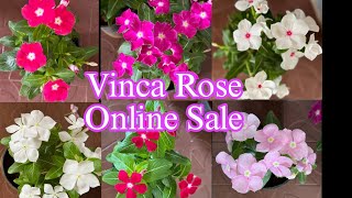 Vinca Rose Sale|Online sale|Malayalam|ZEO PLANTS