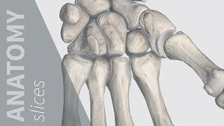 Bones of the Wrist | Anatomy Slices