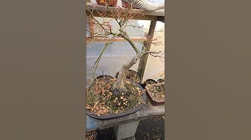 This large Japanese Maple bonsai tree needs a smaller, more elegant pot! #bonsai #japanesemaple