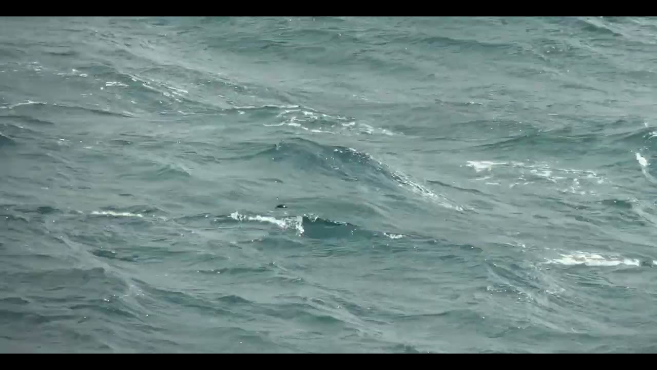 European Storm Petrel - Cabo Sagres (2025-12-28)