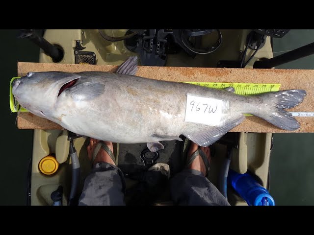 White Bass for Fun and Catfish Bait - Kayak Catfish