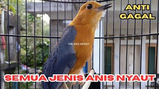Download lagu GAK TAHAN LANGSUNG BUNYI. PANCINGAN ANIS MERAH GACOR MATERI BANGKITKAN EMOSI BURUNG MALAS BUNYI