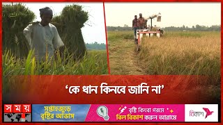 সরকারের ধান কেনার খবর জানে না কৃষক! | Rangpur | Paddy Cultivation | Rice production | Somoy TV