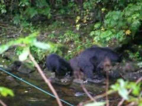 Alaskan black bears: Mom, Audrey & Russ