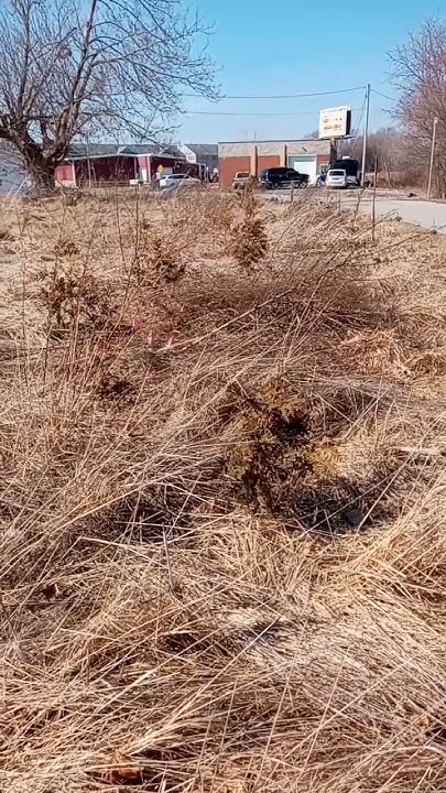 how-fast-do-cedar-trees-grow-youtube