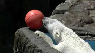 神経集中！~Polar Bear playing ball