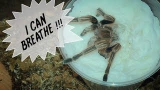 Tarantula Unboxing ~ AFTER 2 HOURS !!! Tarantula Unboxing ~ AFTER 2 HOURS !!!