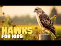 Hawk Behavior and Characteristics