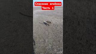 Мать бросила ягнёнка😭 часть 1 #охотанагуся #hunting #весенняяохота #охотавидео #shortvideo