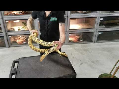 Mexican Pine Snakes at LLLReptile
