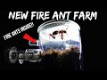 FIRE ANTS REACT TO THEIR NEW ANT FARM | Their First Time Digging Tunnels