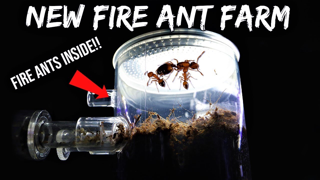 FIRE ANTS REACT TO THEIR NEW ANT FARM | Their First Time Digging Tunnels