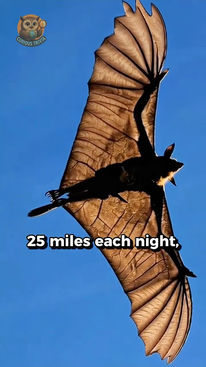 Would You Touch This Giant Bat🦇? 🏏?? 😳