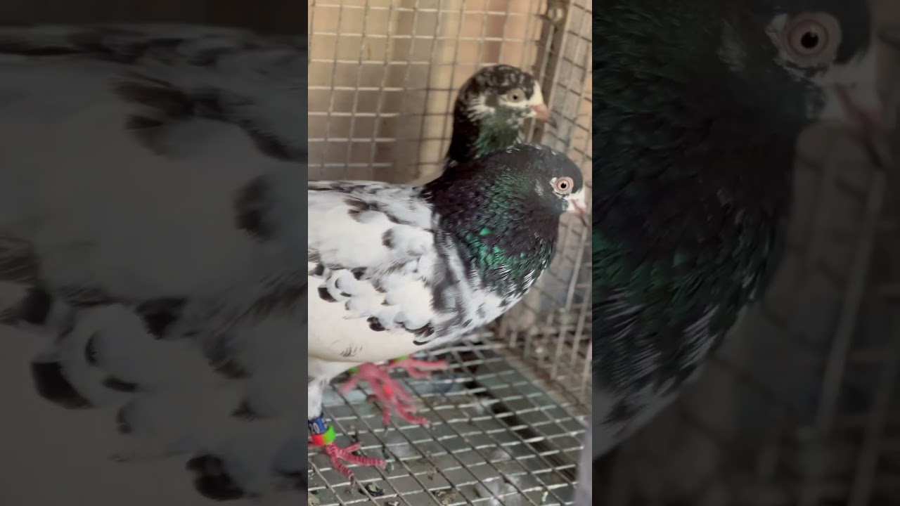 Teddy Pigeons at M Pathan Goat Farm Mira Road Mumbai