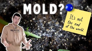 Mold Isn