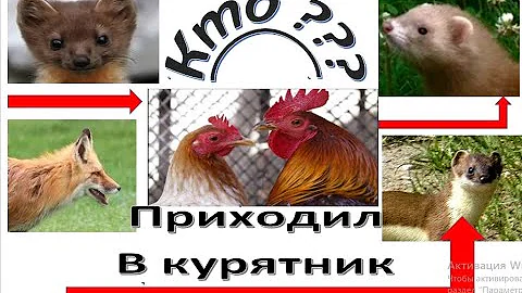 ХОРЁК или КУНИЦА?