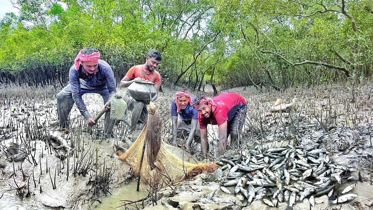 সুন্দরবন জঙ্গলে খাল ভেঙ্গে,এক হাড়ি পার্শে মাছ ধরলাম!!!