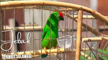 "Membongkar Rahasia Jebak Burung yang Efektif untuk Serindit Sulawesi!"