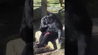 Mating monkeys