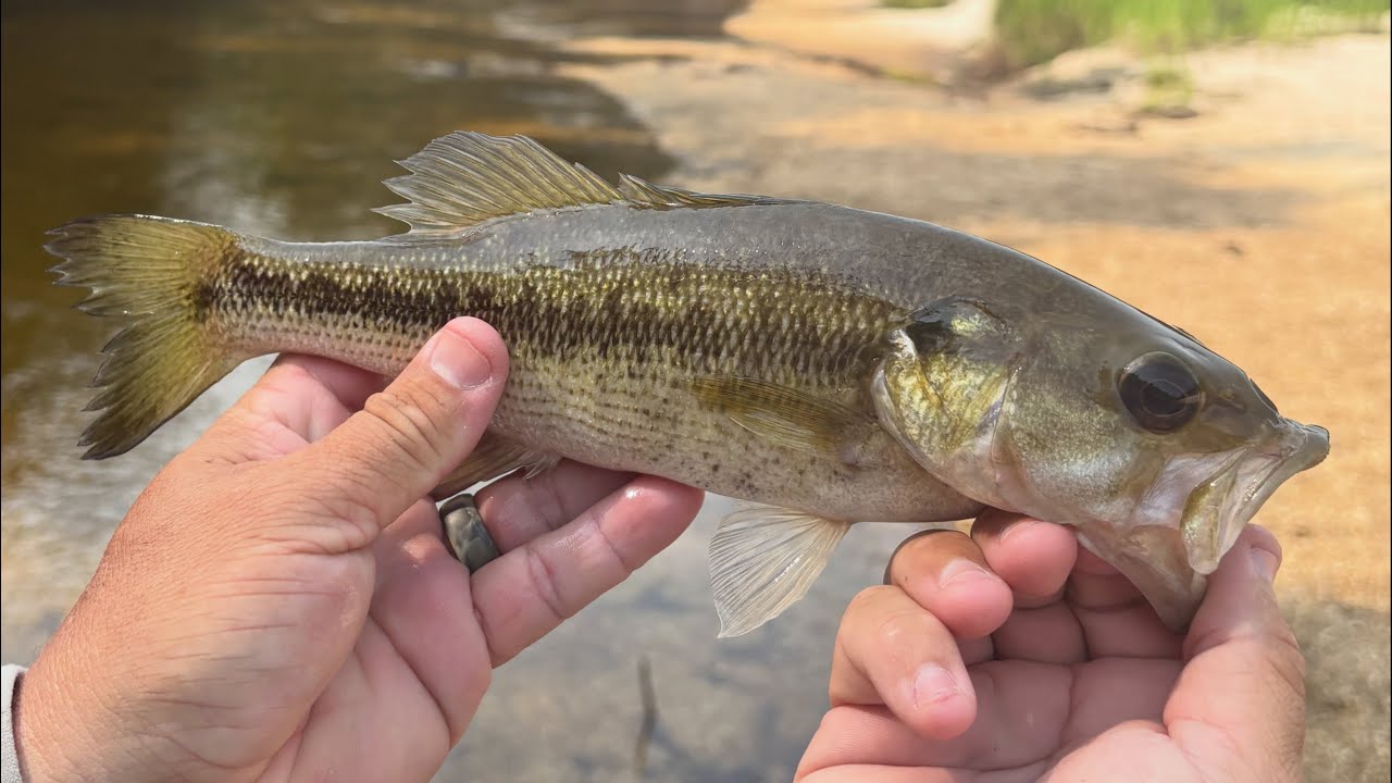 Choctaw Bass Fly Fishing in South Alabama