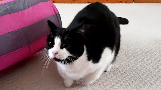 Cat Wiggles Butt Before Pouncing | 4K