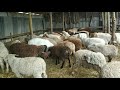Откорм овец (ягнят) на мясо