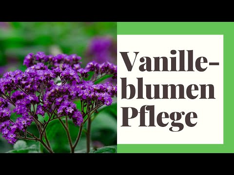 Vanilleblumen Pflege: So verströmen sie ihren süßlichen Duft auch bei DIR