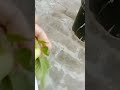 Little Tomatoes n my little garden