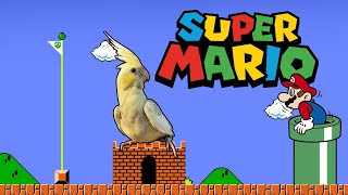 Super Mario Whistle For Parrots  Super Mario Silbidos Para Loroyaco