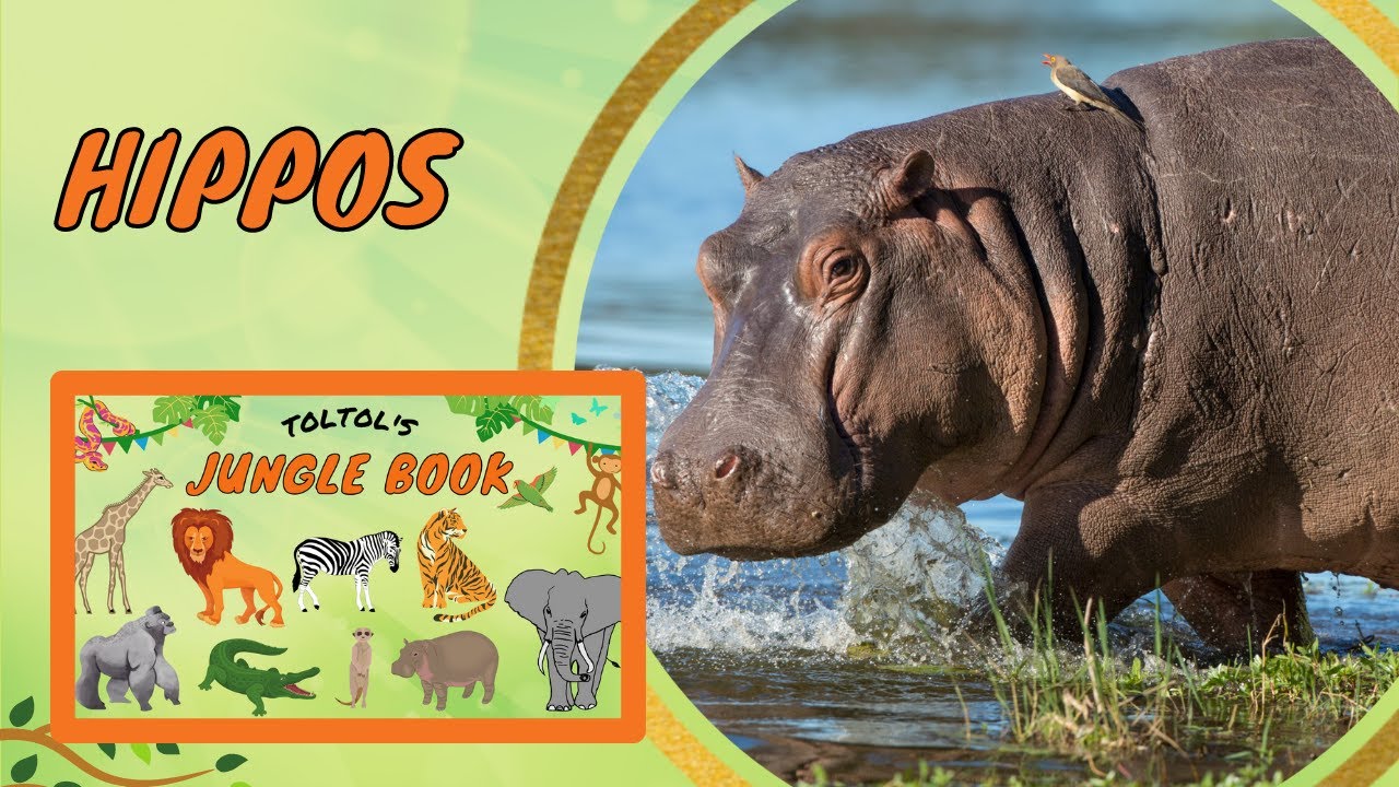 How do Hippos walk underwater? Hippos sweat Pink! | Toltol’s Jungle ...