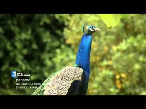 Paname - Autour du bois de Boulogne (20 septembre) - Bande annonce camera iphone 8 plus apk