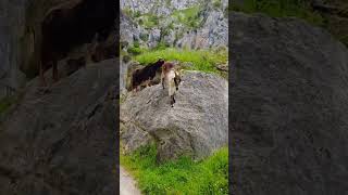 Cabras montesas en los Picos de Europa (Cantabria)