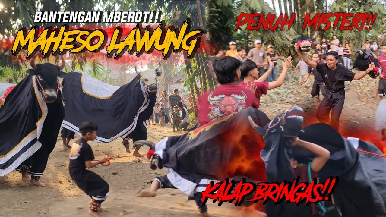Banteng MAHESO LAWUNG kalap NGAMUK kerasukan demit di barongan keramat pohon penuh MISTERI!!