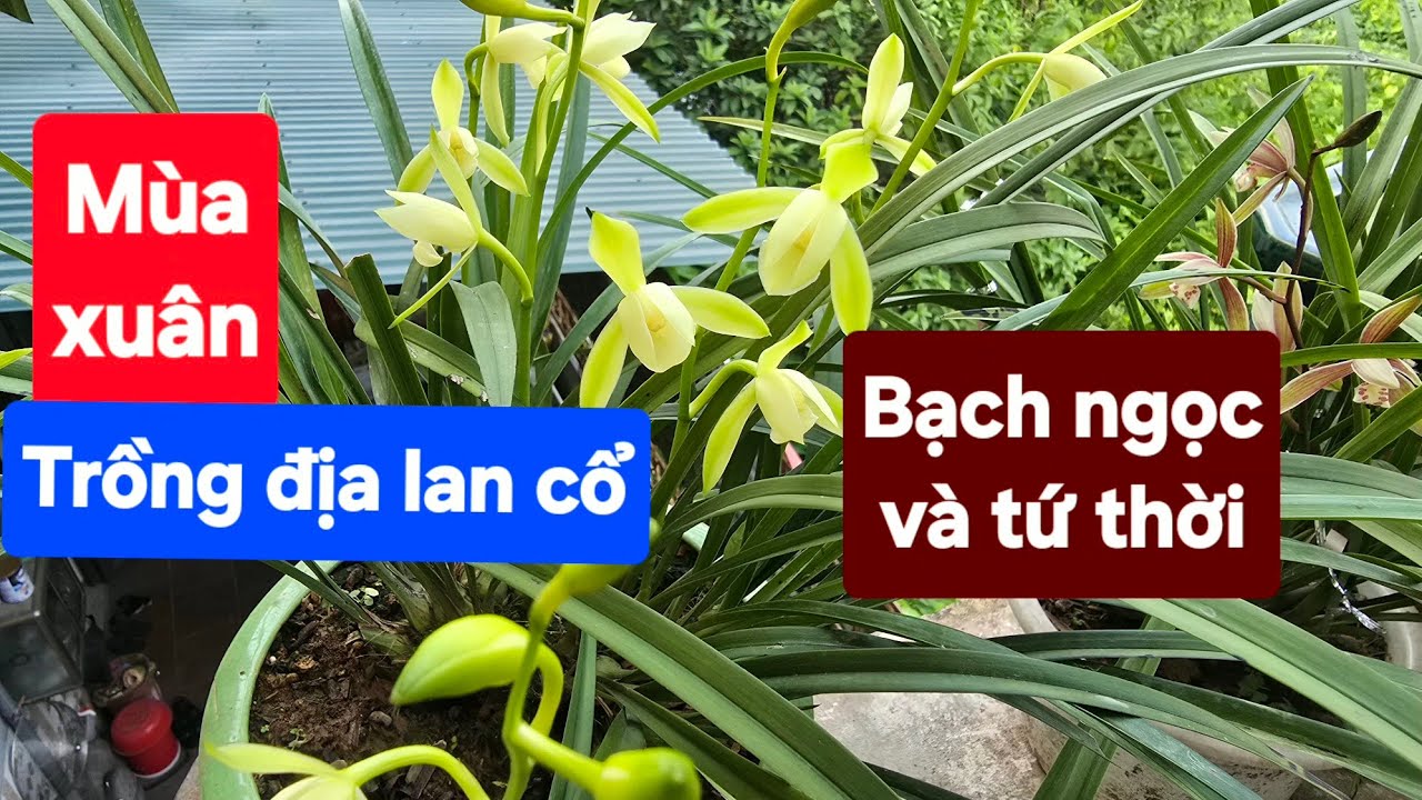 Mùa xuân trồng địa lan cổ bạch ngọc và tứ thời