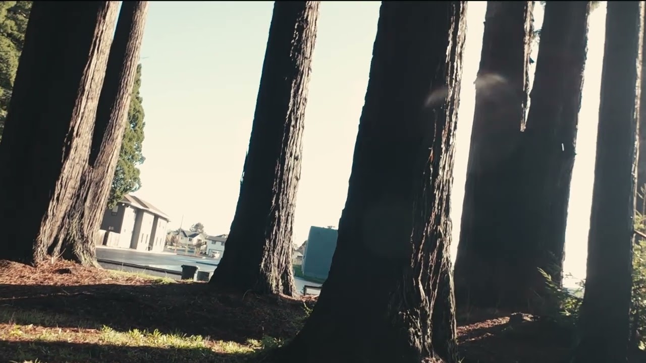 B-Roll Forest Intro - 2.0 - Ellie