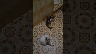 Video Hewan Lucu - Kucing Lucu - Funny Animal Videos - Cute Animals - Funny Videos - Cats #shorts
