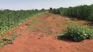 زراعة القرطم في بوتسوانا- نبات القرطم كياما المركب