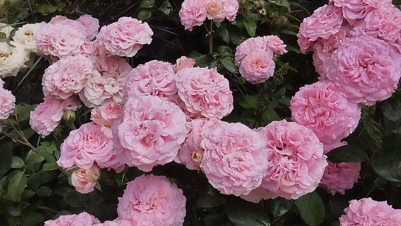 Роза Эшли на пике цветения. Сезон 2025 года. 