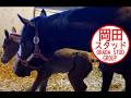 メロディーレーンの初仔が生まれました