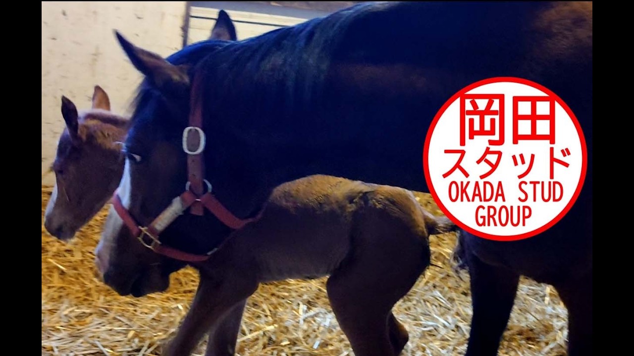 メロディーレーンの初仔が生まれました