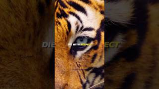 Download Lagu Die With Respect🔥💯~ animal quotes #vitalinspiration #sigma #shorts #jujalarimfunk #animals #respect MP3