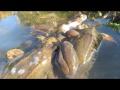 Common frogs spawning february 2017