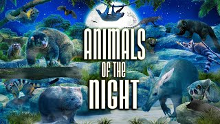 Zoo Tours: Memphis Zoo's Animals of the Night