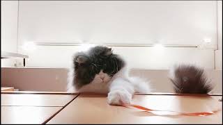 卵のアレを上から狙うモフモフ猫 Ragamuffin cat playing by Nekotrek1go 22 views 3 months ago 1 minute, 4 seconds