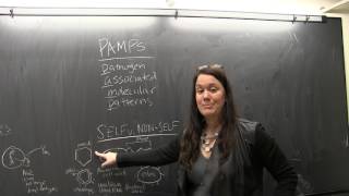 Episode 5: What Are PAMPs