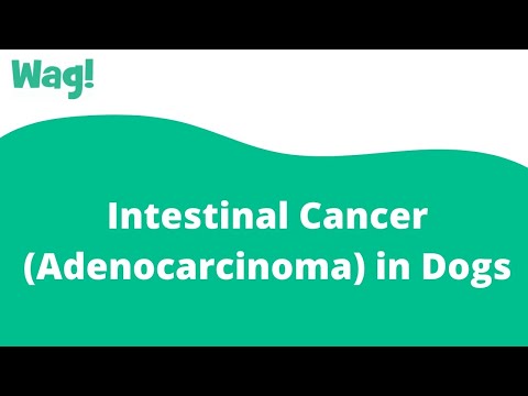 वीडियो: कुत्तों में आंतों का कैंसर (एडेनोकार्सिनोमा)