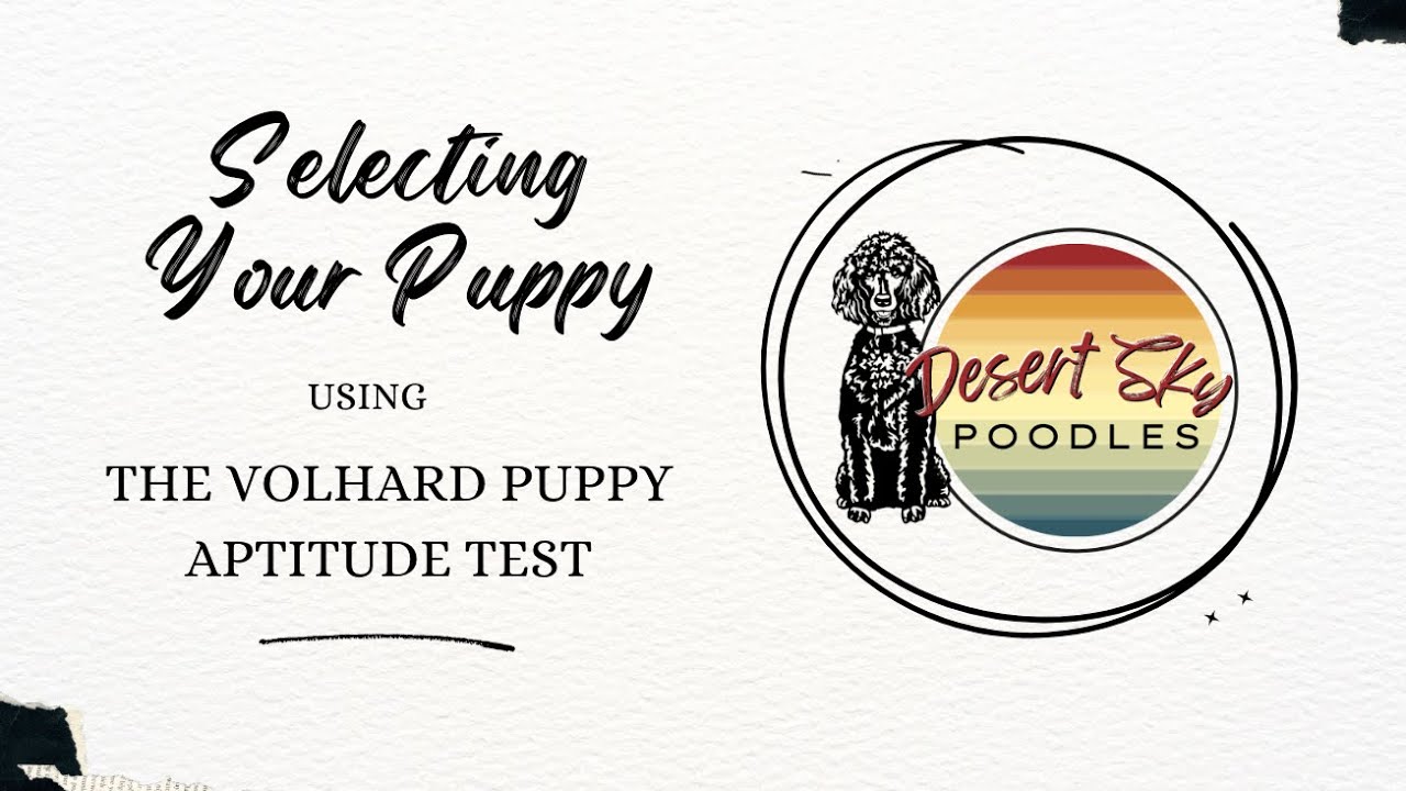 Selecting Your Puppy Using the Volhard Puppy Aptitude Test - YouTube