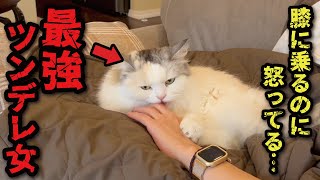 こんなにツンデレが酷い猫を見たことがありません【関西弁でしゃべる猫】【猫アテレコ】