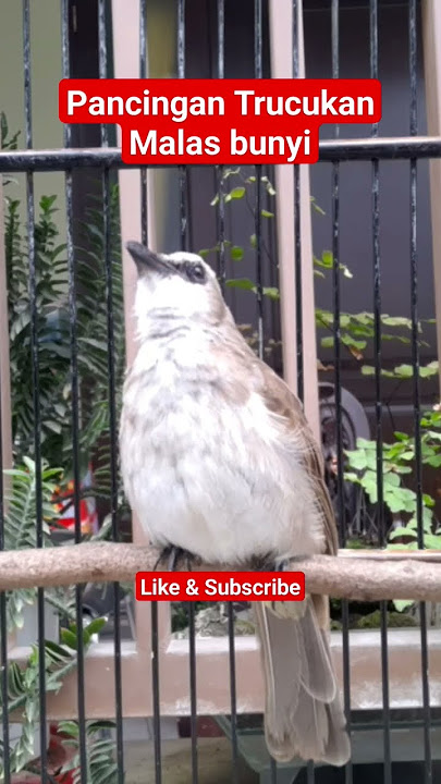 pancingan trucukan mandek malas bunyi‼#viral #trending #kicaumania #trucukan #trucuk #trucukangacor
