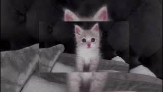 princess chelsea - cigarette duet (sped up)